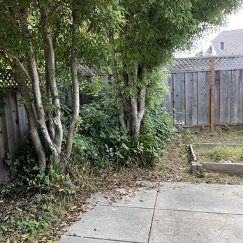 Quality Arbor Care - Before - Tree Services Near Me - Capitola, California