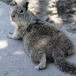 Central Park and Lake Elizabeth - Squirrel