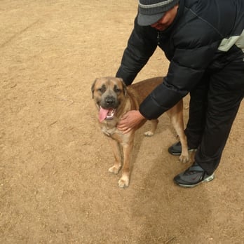 Chattapoochee Dog Park - Beautiful Mastiff we saw at the park! - Dog Parks Near Me - Duluth, Georgia