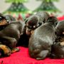 Photo of Saxbell Dobermans