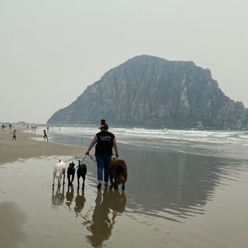 Tired Tails - My dogs Snoopy and Jude getting a pack walk on the most stunning beach on the planet! - Dog Walkers Near Me