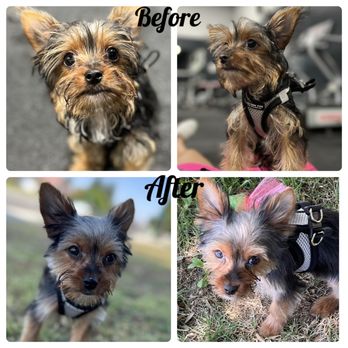 Going Mutts Pet Grooming - Bears before and after photos. - Pet Groomers Near Me - Bakersfield, California
