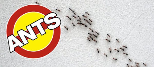 Anderson Pest Control LLC