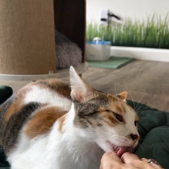 Tropi Cats - Themed Cafes Near Me - Lihue, Hawaii Tropi Cats - Themed Cafes Near Me - Lihue, Hawaii