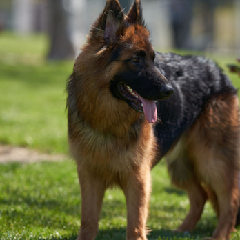 Steven Roy Dog Training - Pet Training Near Me Steven Roy Dog Training - Pet Training Near Me