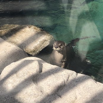 ABQ BioPark Aquarium - Otter - Aquariums Near Me - Albuquerque, New Mexico