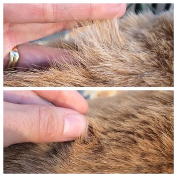 Pet Emporium - The fur between his shoulders is longer than just a few inches down in the middle of his back - Pet Groomers Near Me - Forest Park, Illinois