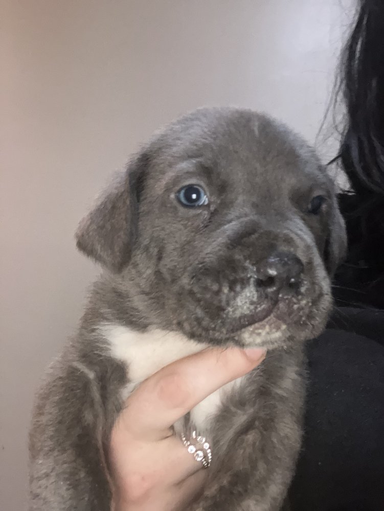 BOERBOEL PUPZ Updated September 2024 Request Information 15