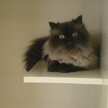 Spokane Cat Clinic - Brandy - sitting pretty on her condo ledge. - Veterinarians Near Me - Spokane, Washington Spokane Cat Clinic - Brandy - sitting pretty on her condo ledge. - Veterinarians Near Me - Spokane, Washington