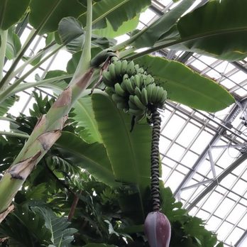 Garfield Park Conservatory - Bananas!! - Parks Near Me - Chicago, Illinois