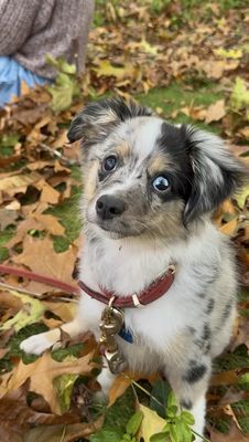 All For Paws Animal Clinic