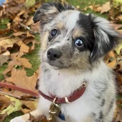 All For Paws Animal Clinic - Happy, healthy, and vaccinated pup! Post-visit!