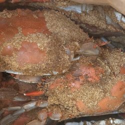 Marshalls Seafood - Mixed Males