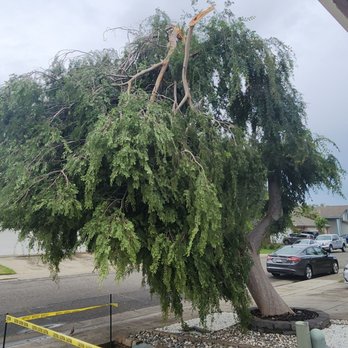 Tony's All Tree Service - Tree Services Near Me