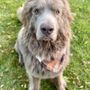 Photo of Unleashed Grooming, Boarding & Dog Daycare