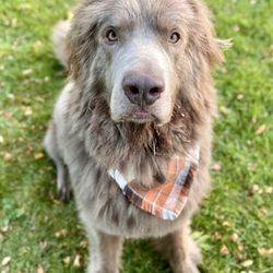 Unleashed Grooming, Boarding & Dog Daycare