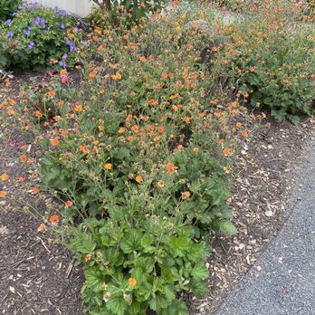 Lux Perennials Nursery - Nurseries & Gardening Near Me - Portland, Oregon
