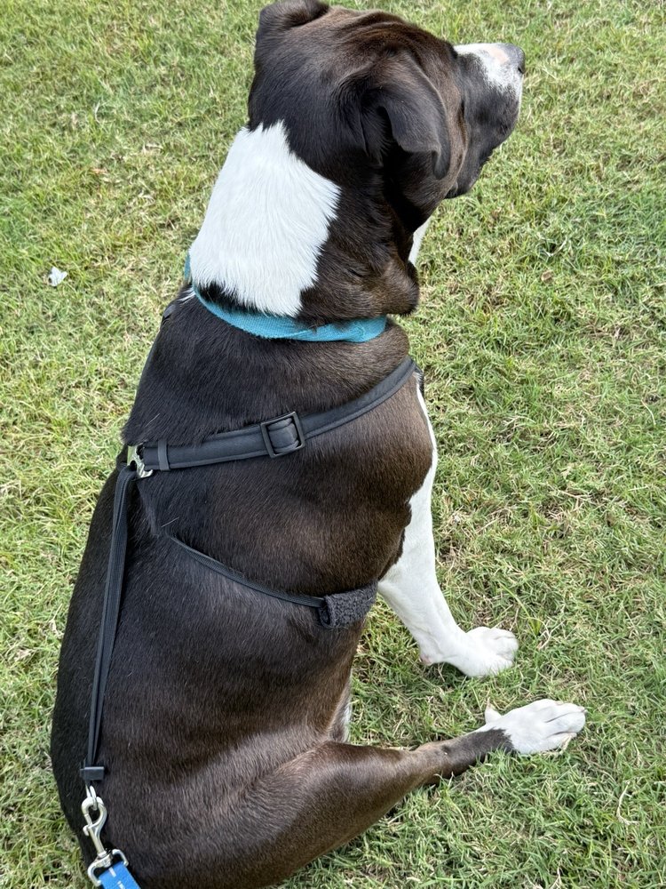 Camp Bow Wow Bixby - pet boarding facility in Bixby, OK