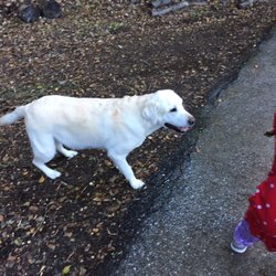 Puppy Promenade