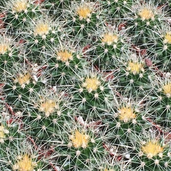 California Cactus Center - do not touch - Nurseries & Gardening Near Me - Pasadena, California