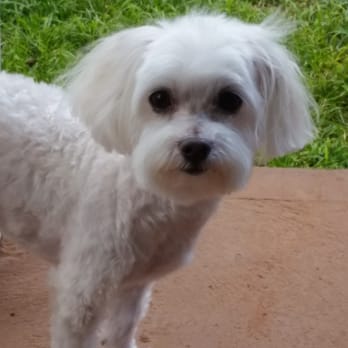 Pet Haven Salon - My boy - Pet Groomers Near Me - Kapolei, Hawaii Pet Haven Salon - My boy - Pet Groomers Near Me - Kapolei, Hawaii