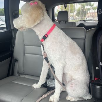 Petco - Why can I see her skin - Pet Stores Near Me - San Diego, California Petco - Why can I see her skin - Pet Stores Near Me - San Diego, California