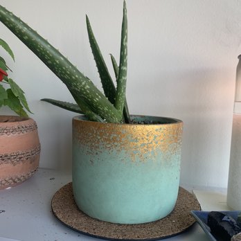 Green Lady Gardens - Gorgeous pot for my new aloe. - Nurseries & Gardening Near Me - Denver, Colorado