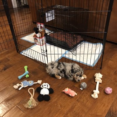 Bruno's Dog & Cat Boutique by null