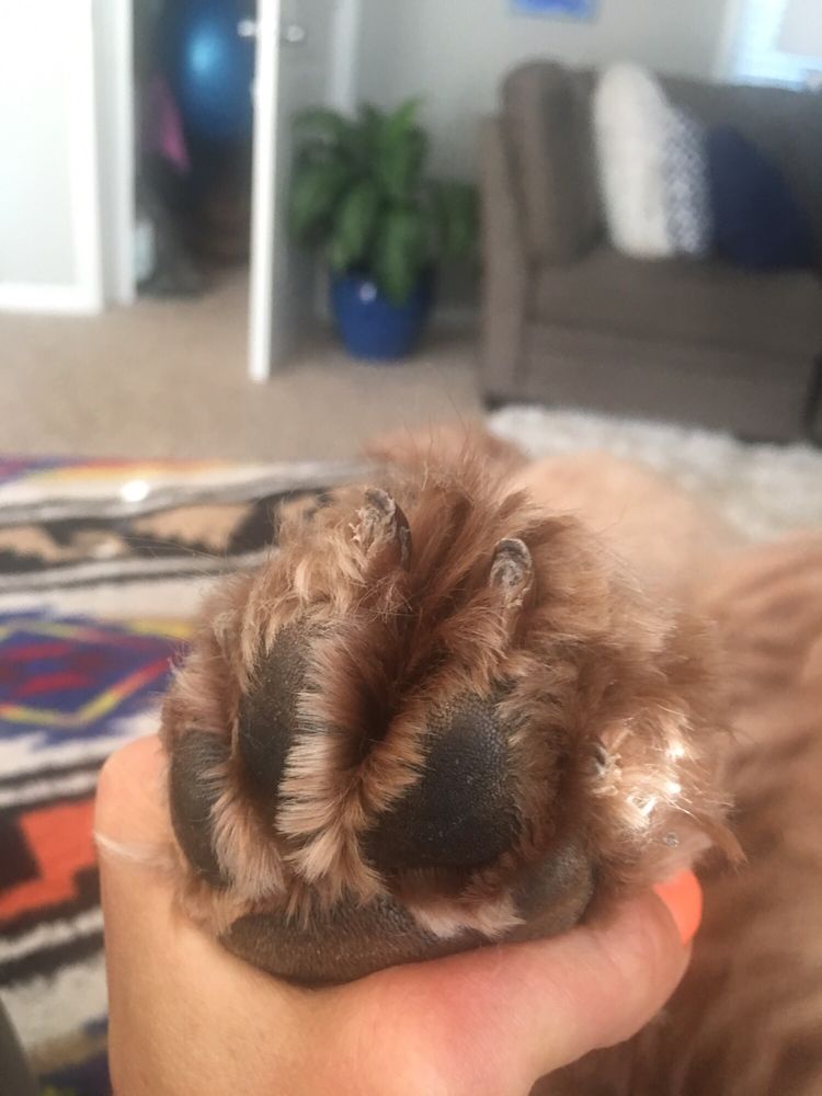 TERESA’S DOG GROOMING Updated August 2024 1629 Southpark Ct