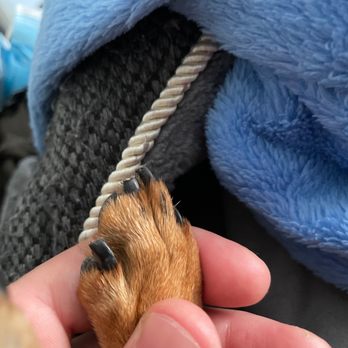 Petco - Animal cruelty - Pet Stores Near Me - San Bruno, California