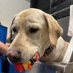 Self-serve dog wash.