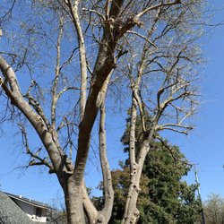 Yolo County Arborist - Freshly maintained mulberry tree.