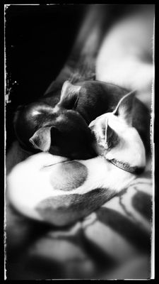 Pawcific Northwest Pet Services