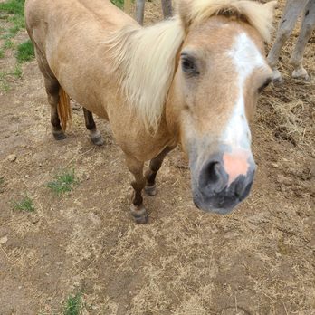 Cypress Trails Ranch - Wandering friendly pony. - Horseback Riding Near Me - Humble, Texas Cypress Trails Ranch - Wandering friendly pony. - Horseback Riding Near Me - Humble, Texas