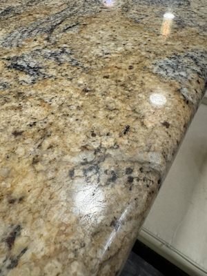 Monkey Lounge by null