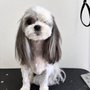 Showered Pets Mobile Grooming
