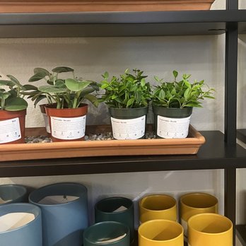 Black Oak Coffee Roasters - Plants & pots! - Coffee & Tea Near Me - Healdsburg, California
