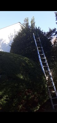Tree Services - Services Offered: Tree Pruning, Tree Planting, Tree Removal, Yard Cleaning, Shrubs, Hedges & Bushes,
Call us today for Free Estimate. Tree Services - Services Offered: Tree Pruning, Tree Planting, Tree Removal, Yard Cleaning, Shrubs, Hedges & Bushes,
Call us today for Free Estimate.