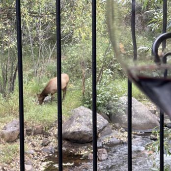 Creekside Cellars - Elk, water and wine - Wineries Near Me - Evergreen, Colorado