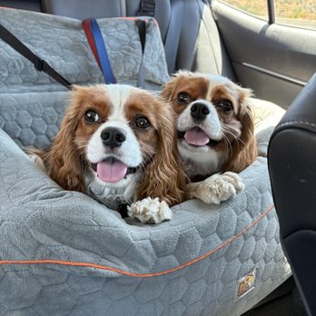 Sharp Pet Hospital - My two Cavaliers, Jasper and Ember - Veterinarians Near Me - North Hollywood, California Sharp Pet Hospital - My two Cavaliers, Jasper and Ember - Veterinarians Near Me - North Hollywood, California