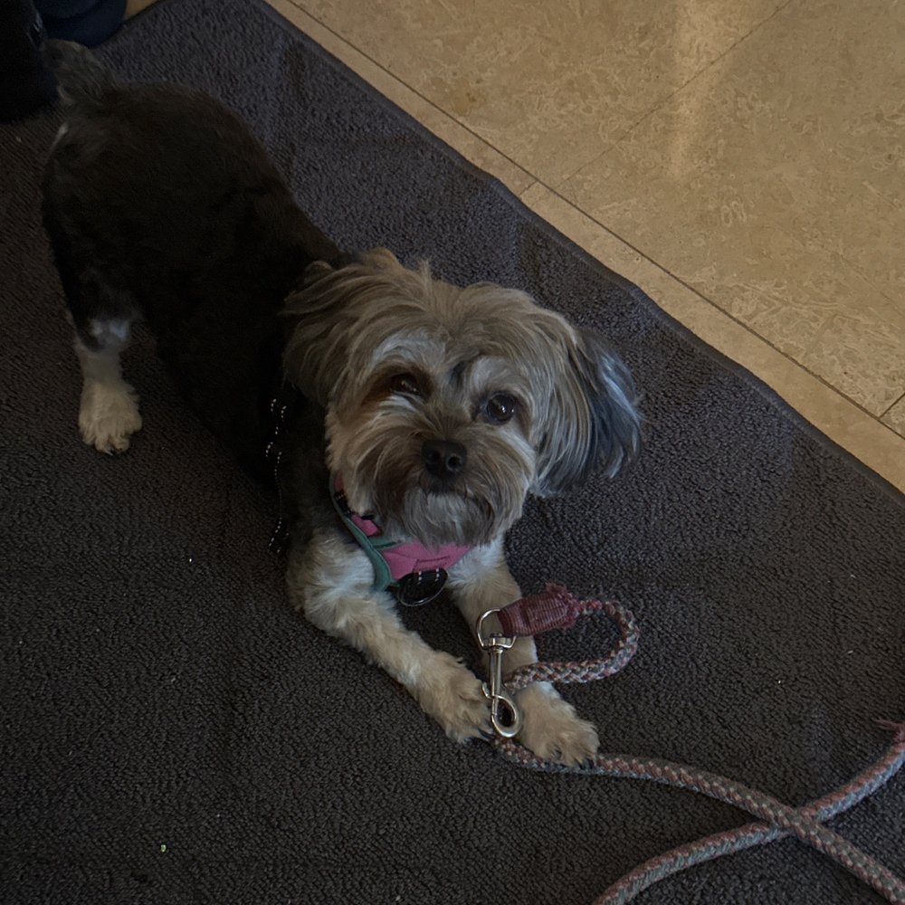 This is my dog Kali after the groomers This is my dog Kali after the groomers
