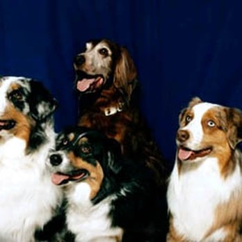 Windsor Terrace Veterinarians - Veterinarians Near Me - Brooklyn, New York Windsor Terrace Veterinarians - Veterinarians Near Me - Brooklyn, New York