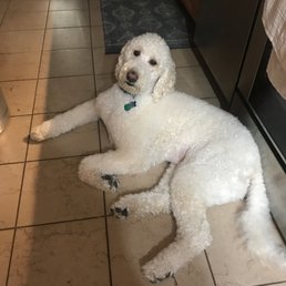 Bath and brush, his most recent visit