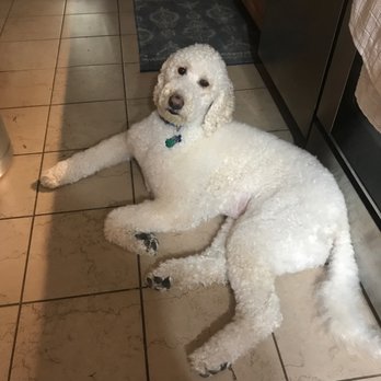 Shorty Styles - Bath and brush, his most recent visit - Pet Groomers Near Me - Chicago, Illinois