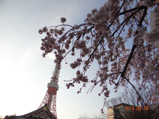 Zojo-ji Temple by null