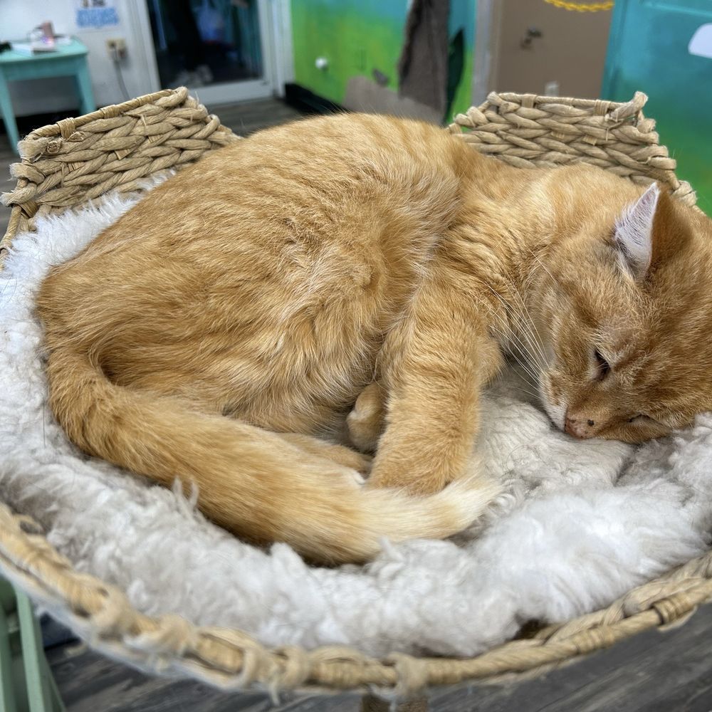 The sweetest ginger