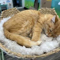 Mochas And Meows - The sweetest ginger