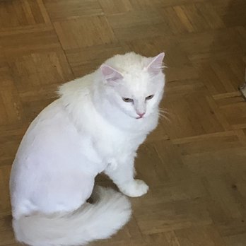 cat around town grooming