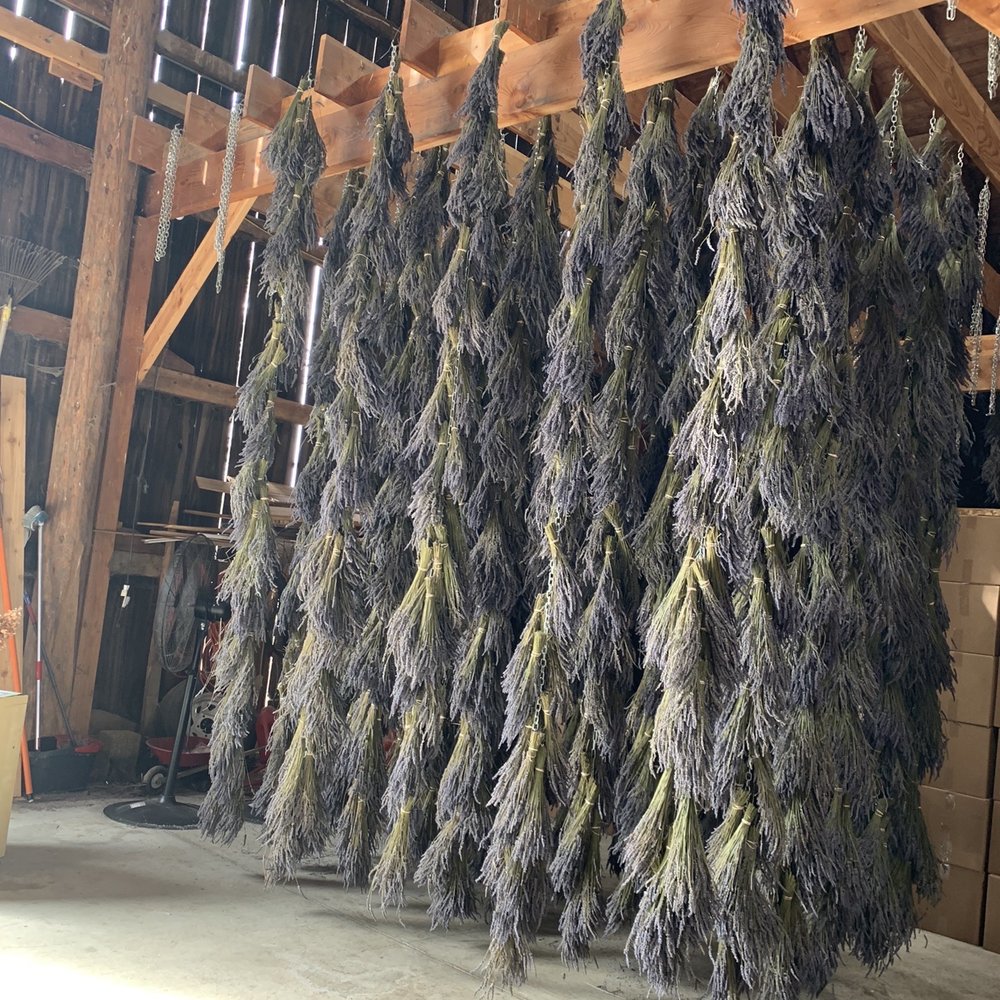 B & B Family Farm - Drying lavender - Walking Tours Near Me - Sequim, Washington B & B Family Farm - Drying lavender - Walking Tours Near Me - Sequim, Washington