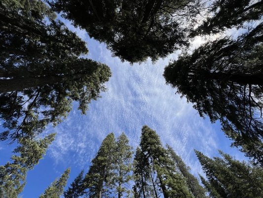 Lodgepole Campground by null